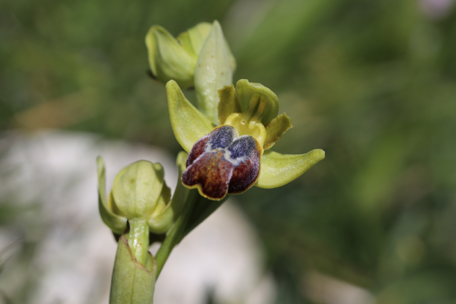 Ophrys caesiella da Sicilia